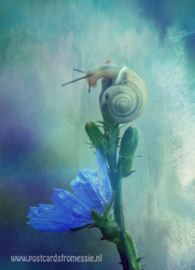 Flowers - Snail