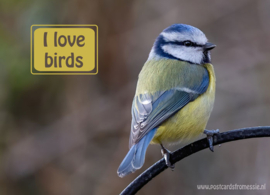 I love birds