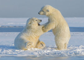 Polar bears