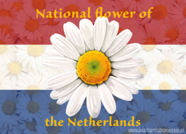 Nationale bloem van Nederland