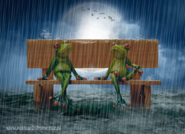 Frogs in the rain