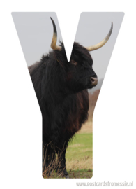 Yak