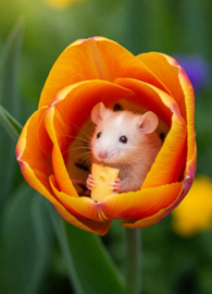 Muisje in tulp