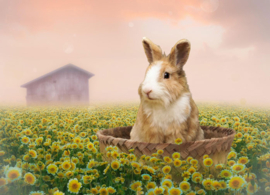 Rabbit in a flower field