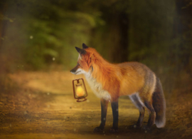 Fox with lantern