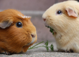 Guinea pigs