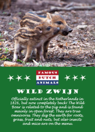 Famous Dutch Animals - Wild Zwijn