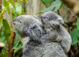 Koala with young