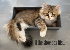 Kittycard - If the shoe box fits...