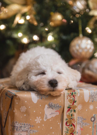 Dog under the Christmas tree