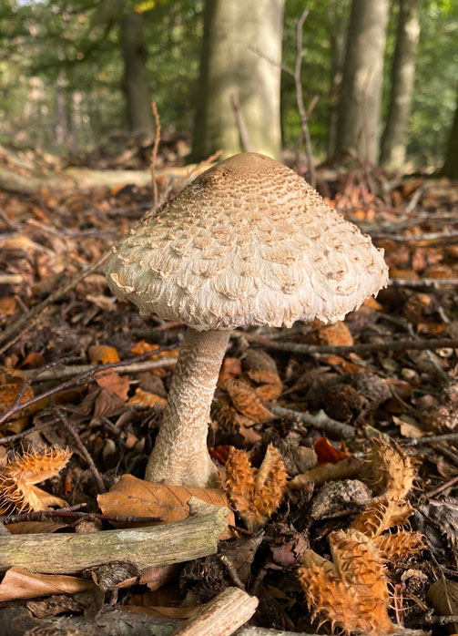 Herfst paddenstoel