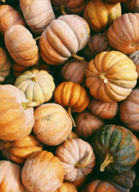 Autumn pumpkins