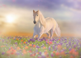 Paard in een bloemenveld