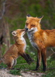 Fox with young