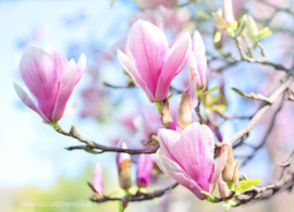 Lente magnolia