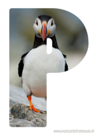 Papegaaiduiker/Puffin