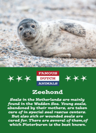 Famous Dutch Animals - Zeehond