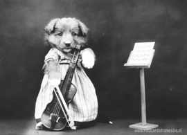 Dog plays the violin