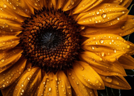 Close up - Sunflower