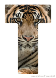 Tijger/Tiger
