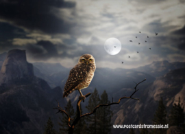Owl in the moonlight