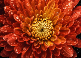 Close up - Dahlia