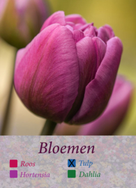 Kwartet bloemen Tulp