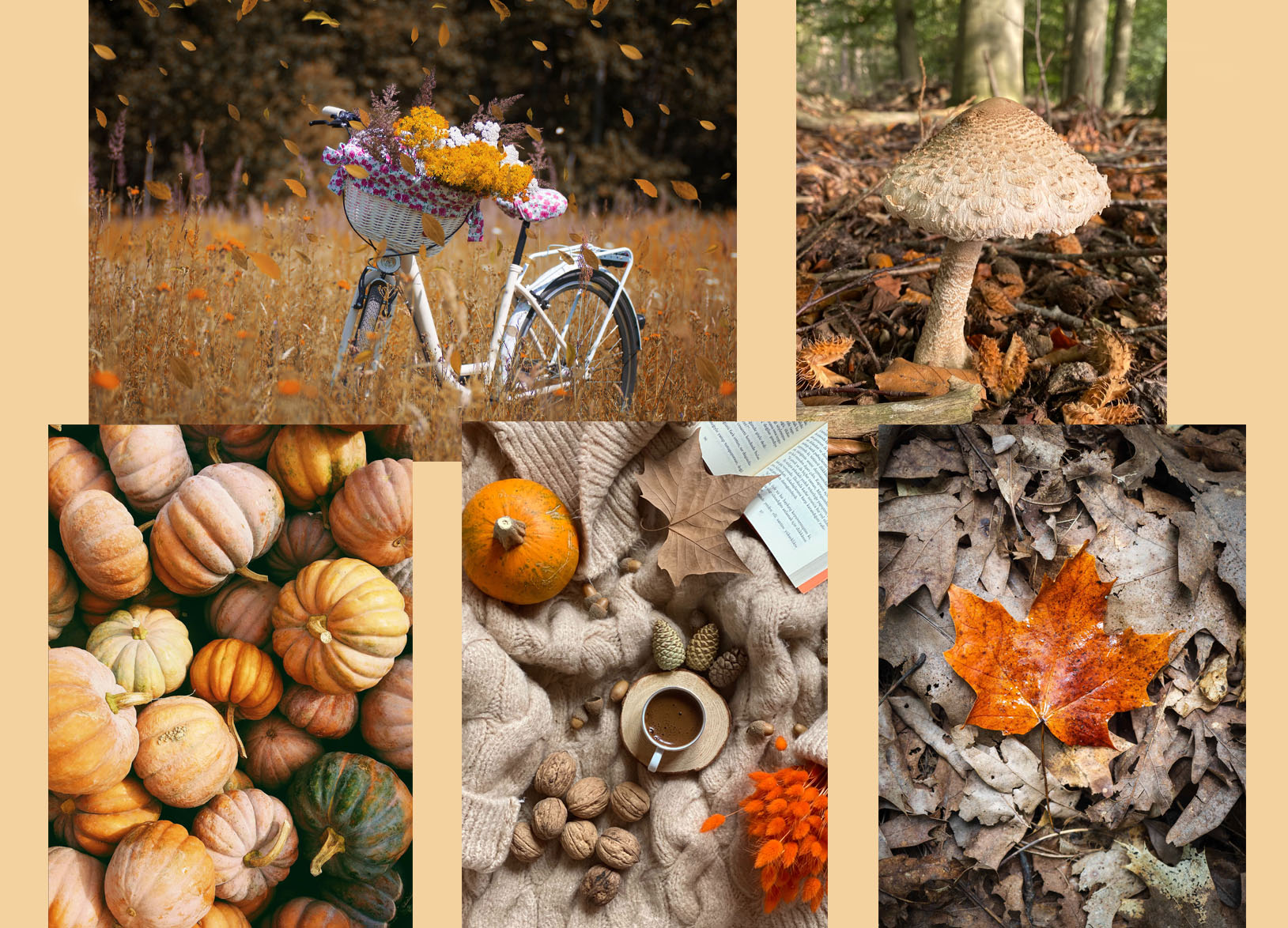 Postcard set Autumn 1