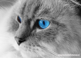 Cat with blue eyes
