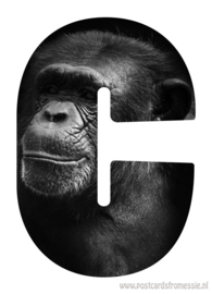 Chimpansee/Chimpanzee