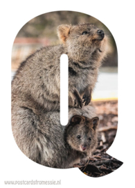 Quokka