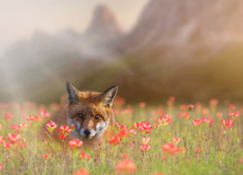 Fox in a flower field