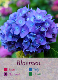 Kwartet bloemen Hortensia