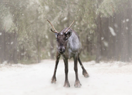 Reindeer in the snow