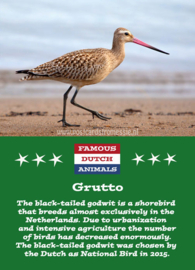 Famous Dutch Animals - Grutto