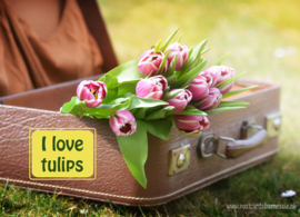 I love tulips