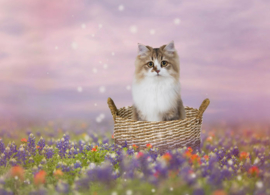 Cat in a flower field