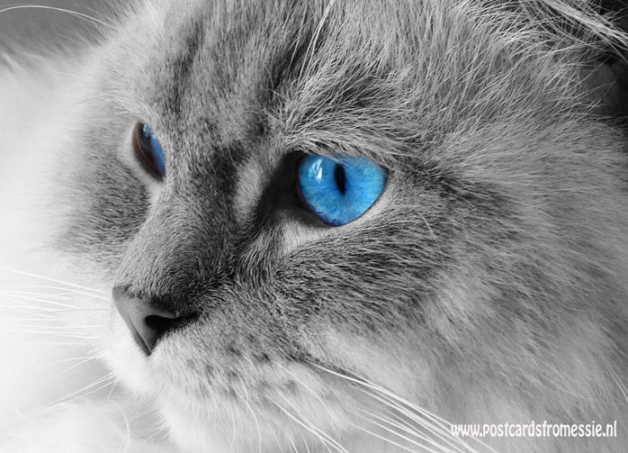Kat met blauwe ogen ansichtkaart