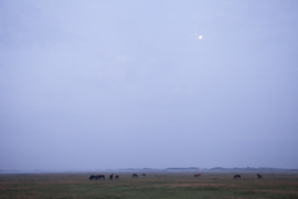 Paarden in Nieuwlandsreid Ameland