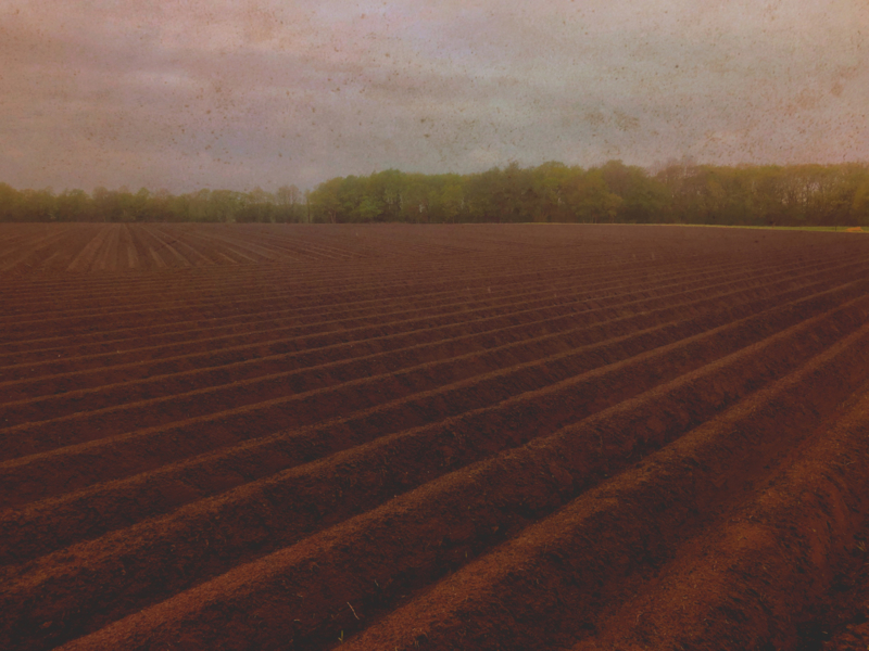 20190427 ‘Ploughed field ’