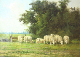 HCC Bogman (1861- 1921), schapen in weiland