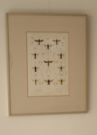 Antieke gravure insecten