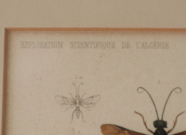 Antieke gravure insecten