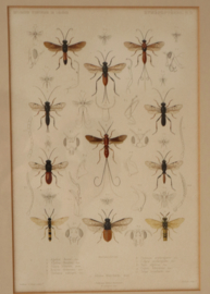 Antieke gravure insecten