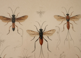 Antieke gravure insecten