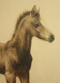 Eberhardt (1895-1977) ets van een veulen