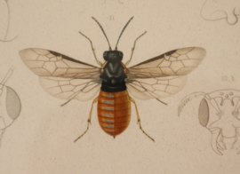 Antieke gravure insecten