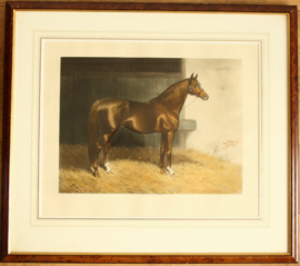 A.C.Havell (1855-1925) litho Paard 1909