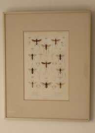 Antieke gravure insecten