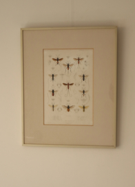 Antieke gravure insecten